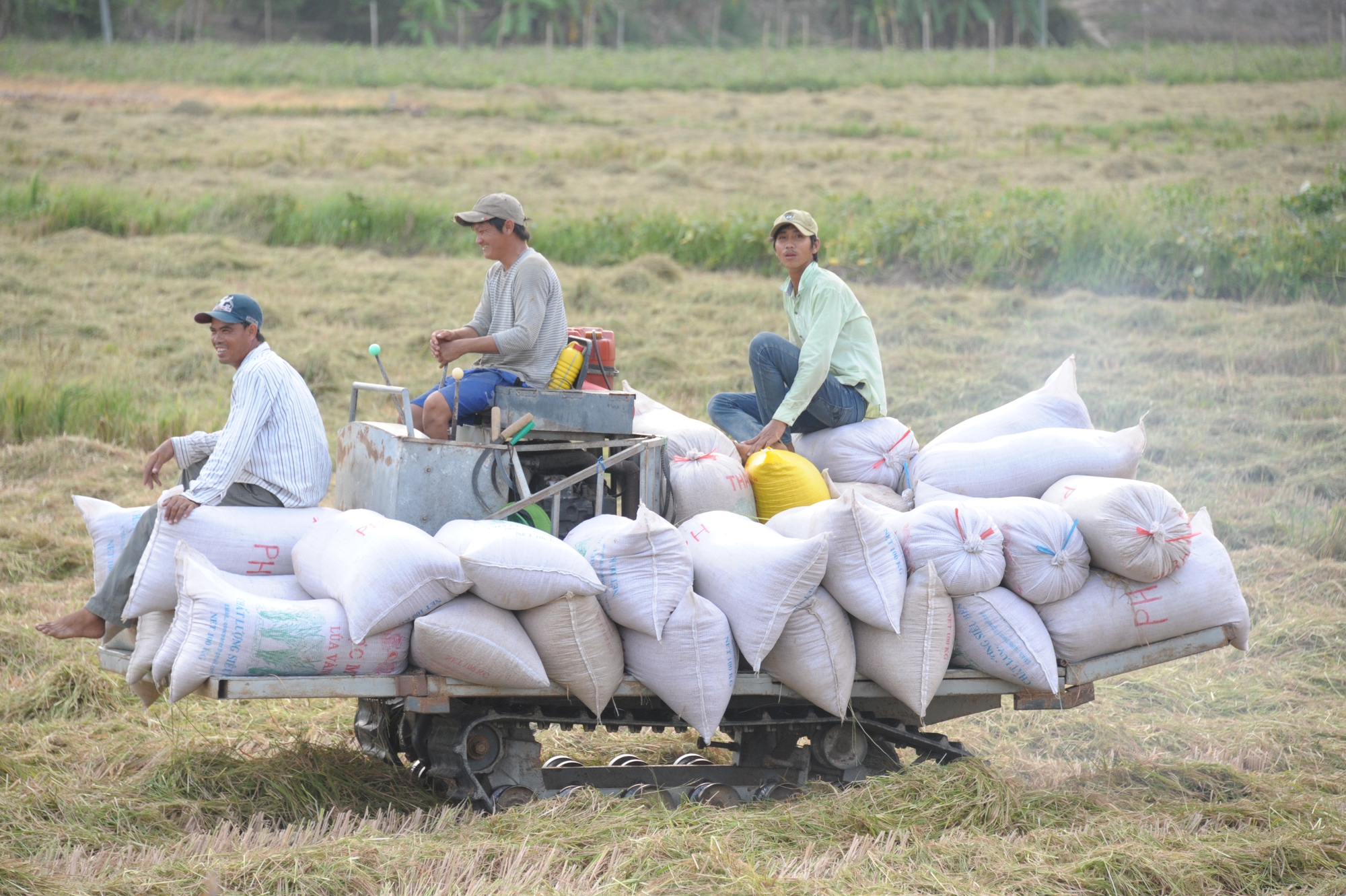 Động thái mới từ Ấn Độ, giá gạo thế giới tiếp tục lao dốc, gạo Việt xuống mốc thấp mới - Ảnh 1.